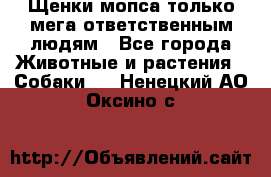 Щенки мопса только мега-ответственным людям - Все города Животные и растения » Собаки   . Ненецкий АО,Оксино с.